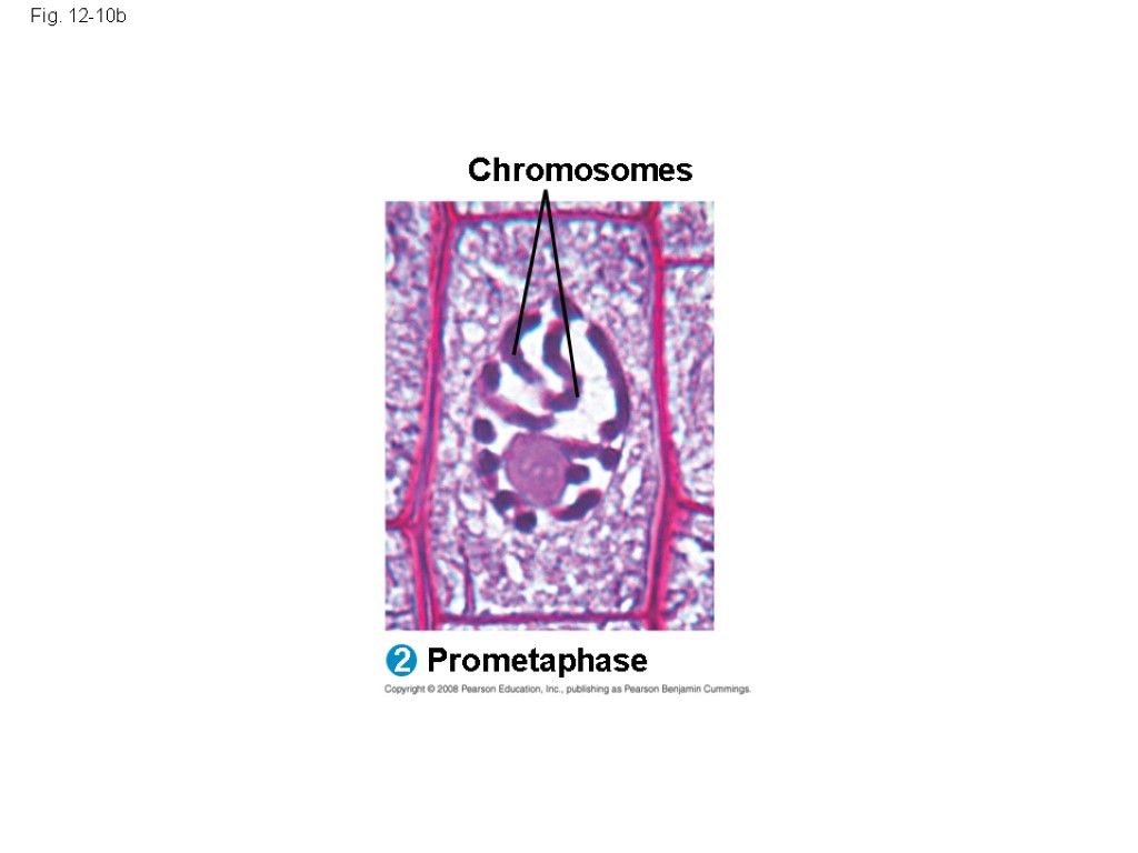 Fig. 12-10b Prometaphase 2 Chromosomes